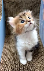 卷耳猫长毛三花小母猫纯种美国卷耳猫九十度卷贴脸卷耳包子脸胖虎