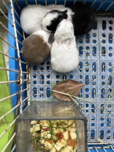 宠物丹凤眼侏儒兔,生下五天,超级可爱漂亮,黑眼睛,眼线很漂亮