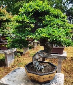 花皮榆老桩爆皮阳台庭院,榆树花皮榆下山桩盆景素材