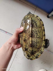 墨西哥蛋龟种龟,母精品烟花纹.公的普通品相.一公一母两个尺寸
