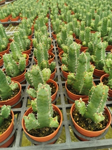 白角麒麟仙人柱 仙人掌类植物