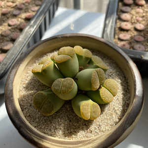 生石花 c362 黄鸣玄玉 8年 群生 11头 老母本 开花