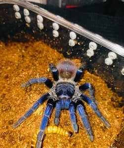 现货4-5cm小公小母巴西大蓝蛛蜘蛛