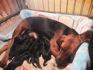 【巴尔干猎犬】巴尔干猎犬品牌,价格 - 阿里巴巴