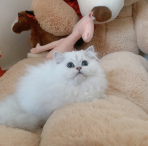 纯种金吉拉幼猫出售自家繁殖金吉拉猫小幼崽活体幼猫咪幼猫