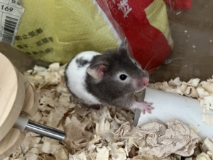 2月11日出生的金丝熊,黑白色.同一窝一共13只,它是最后一