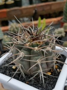 多肉仙人球,守金摩天龙,自根,根系发达,狂刺摩天龙,6公分加