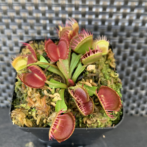 红手指捕蝇草,一物一拍,清货,满68包邮中通