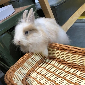 道奇兔,四月龄,母,性格温顺
