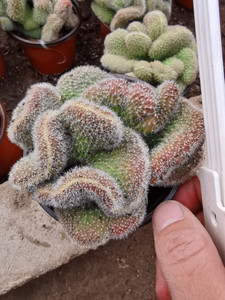 仙人球白檀缀化