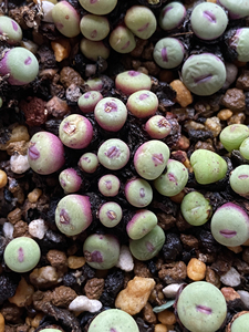 1380b产地小红嘴肉锥嘟嘟嘴批发