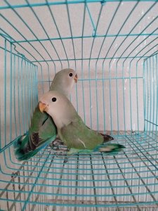 00牡丹鹦鹉绿金顶绿金    公母一对   无卡淘宝成交10笔零售价￥260.