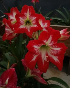 东北女王朱顶红