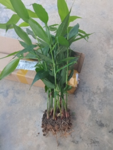 新鲜现挖批发姜广西土特产香姜山姜苗草果包粽子香料炖汤调料蔬菜