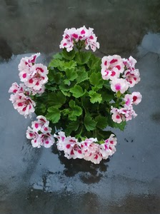 一加仑大花天竺葵,教皇,带盆