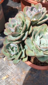 朱丽丝特价多肉老桩多头悬崖超特大颗巨型植物盆栽云南易养活防辐