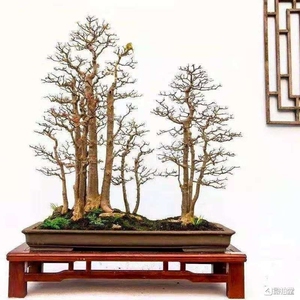 朴树盆景,相思树,岭南盆景主要树种,一本多杆丛林,枝干挺直