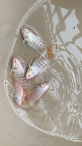 白兔斗鱼.玉兔红眼白化系列.价格私聊.优惠多.2到