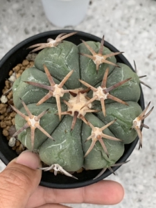 实生翠平丸仙人球一物一拍6.8厘米