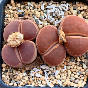 002人付款淘宝进口pp生石花新品多肉种子酒红日轮35元包邮顺小彩