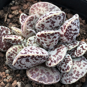 800人付款淘宝多肉水泡白马丁水泡群生白马丁水泡优选精品一物一拍