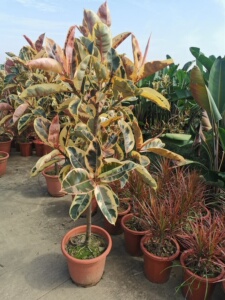 花金刚坦尼克造型花叶橡皮树红关公橡皮树绿植好养盆栽室内室外植