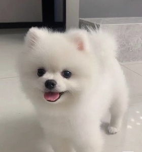 博美俊杰茶杯犬