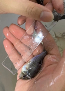 【黄腹月亮鱼】黄腹月亮鱼品牌,价格 - 阿里巴巴