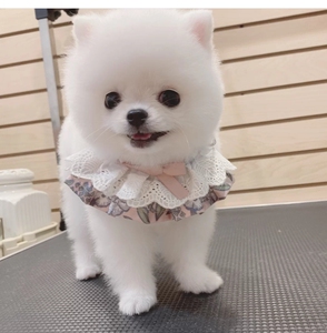 博美犬幼犬俊介长不大小体茶杯犬家养纯种宠物狗狗