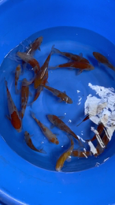 精品落叶锦鲤20-25公分,标价即卖价