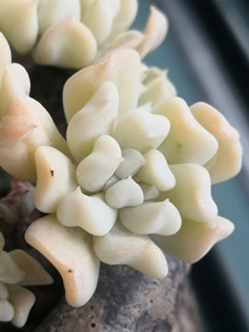 多肉特玉莲老桩满盆带盆(仅限自提)