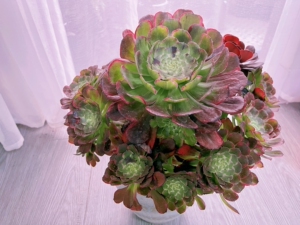 多肉法师系列:超大棵绿体拉丝水墨画,便宜出,一经售出不退不换