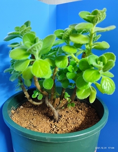 碰碰香老桩 身形婀娜 郁郁葱葱 散发淡淡清香 改善室内空气质