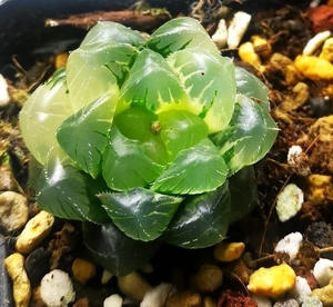 【售】冰魄实生玉露锦(带1个侧芽) 冰灯实生玉露锦,未喷水