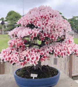 矮霸精品日之丸杜鹃盆景日本进口盆栽