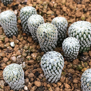 仙人球 赤花精巧殿 实生种播 0.8cm左右随机发 10元一