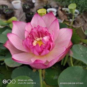 碗莲大唐芙蓉,荷影容膝斋出品.小型.可做大型栽培