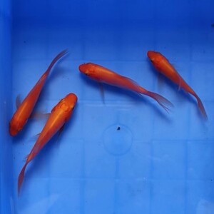 火龙凤,红龙凤锦鲤6厘米两条20