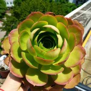 正宗加州香炉盘法师,老桩,28一颗包邮,开箱包黑腐化水,不包