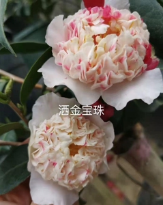 洒金宝珠茶花