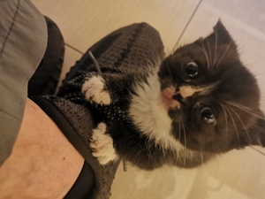 英短黑白折耳猫.一个多月,粘人,丑萌丑萌的[托腮]非常可爱