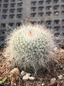 实生雪原玉翁,2.5厘米左右,长毛仙人球