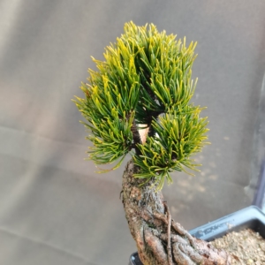 小精品那须娘五针松,非金叶大阪,九重大阪,明星五针松,福泉五