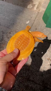 白化鳖 黄金鳖苗 黄金甲鱼 变异珍珠鳖 水鱼山瑞鳖 深水龟鳖