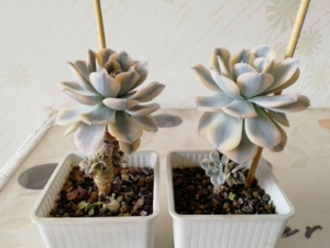 多肉植物鲁氏锦,自家养殖多年,很美的品种.老桩高9厘米.直径