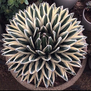 冰山多肉龙舌兰