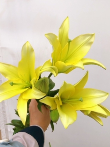 三头黄蜂百合5支31陆运包邮,云南鲜花直发