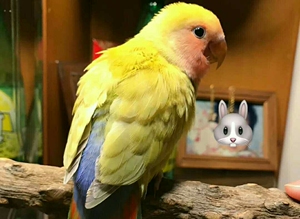 牡丹鹦鹉红牡丹