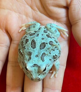 角蛙 变异稀有角蛙 蒂芙尼蓝色变异角蛙 仅此一只 原图实拍