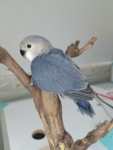 合法面类牡丹鹦鹉高纯紫罗兰